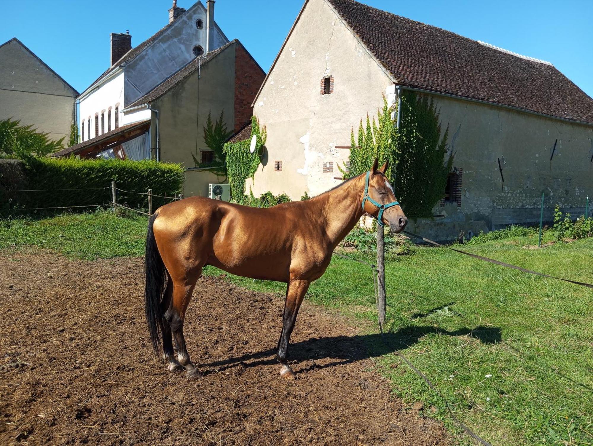 Le Moulin Neuf Villa Brienon-sur-Armancon Bagian luar foto